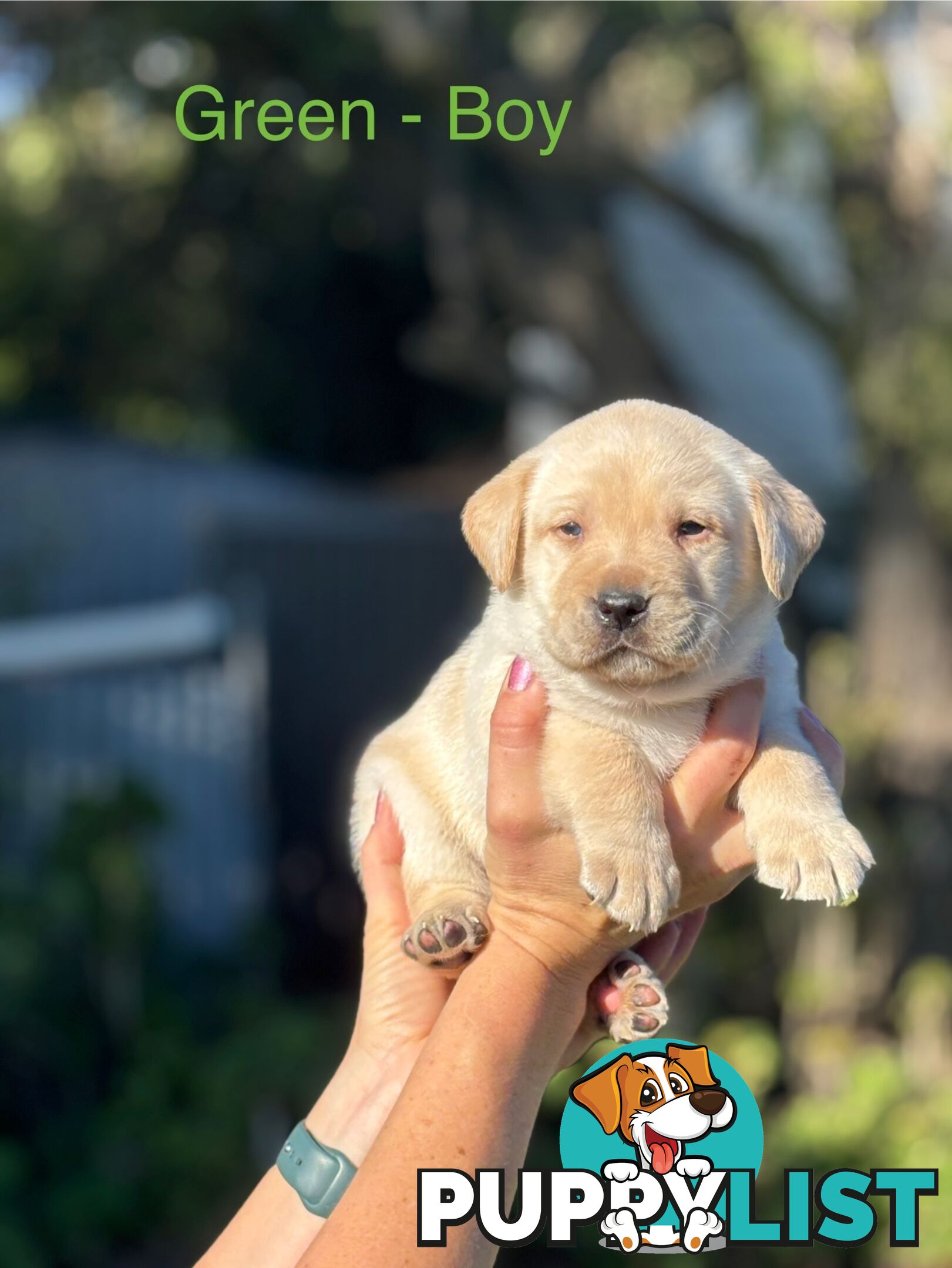 Pure Bred Labrador Puppies