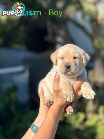 Pure Bred Labrador Puppies