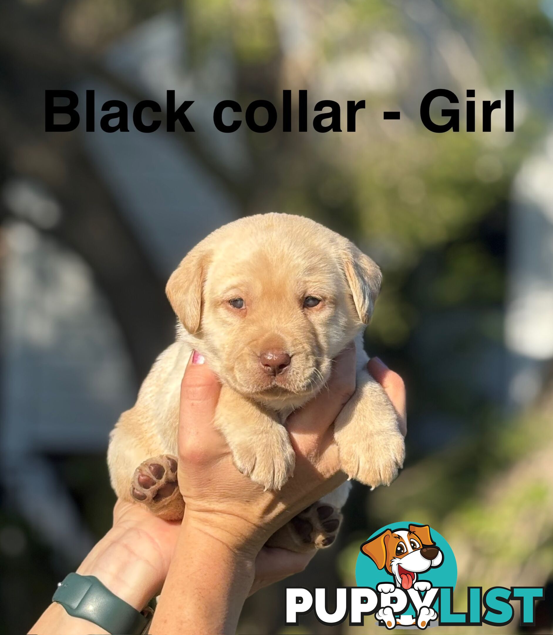 Pure Bred Labrador Puppies