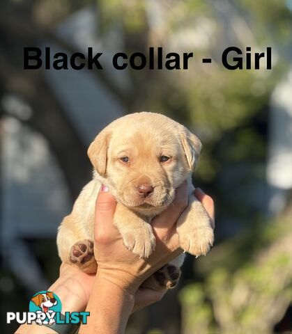Pure Bred Labrador Puppies