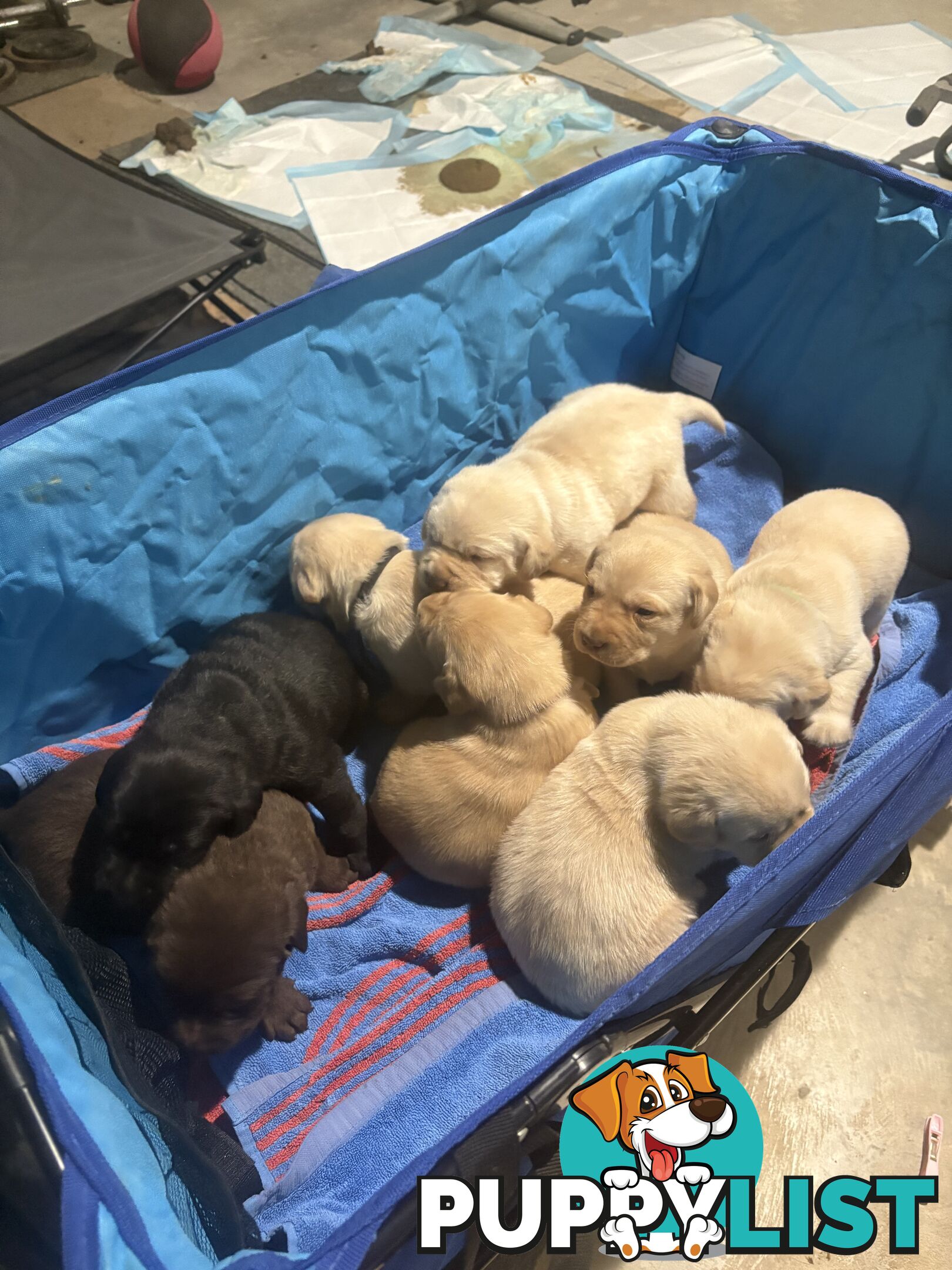 Pure Bred Labrador Puppies
