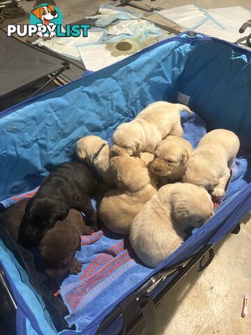 Pure Bred Labrador Puppies