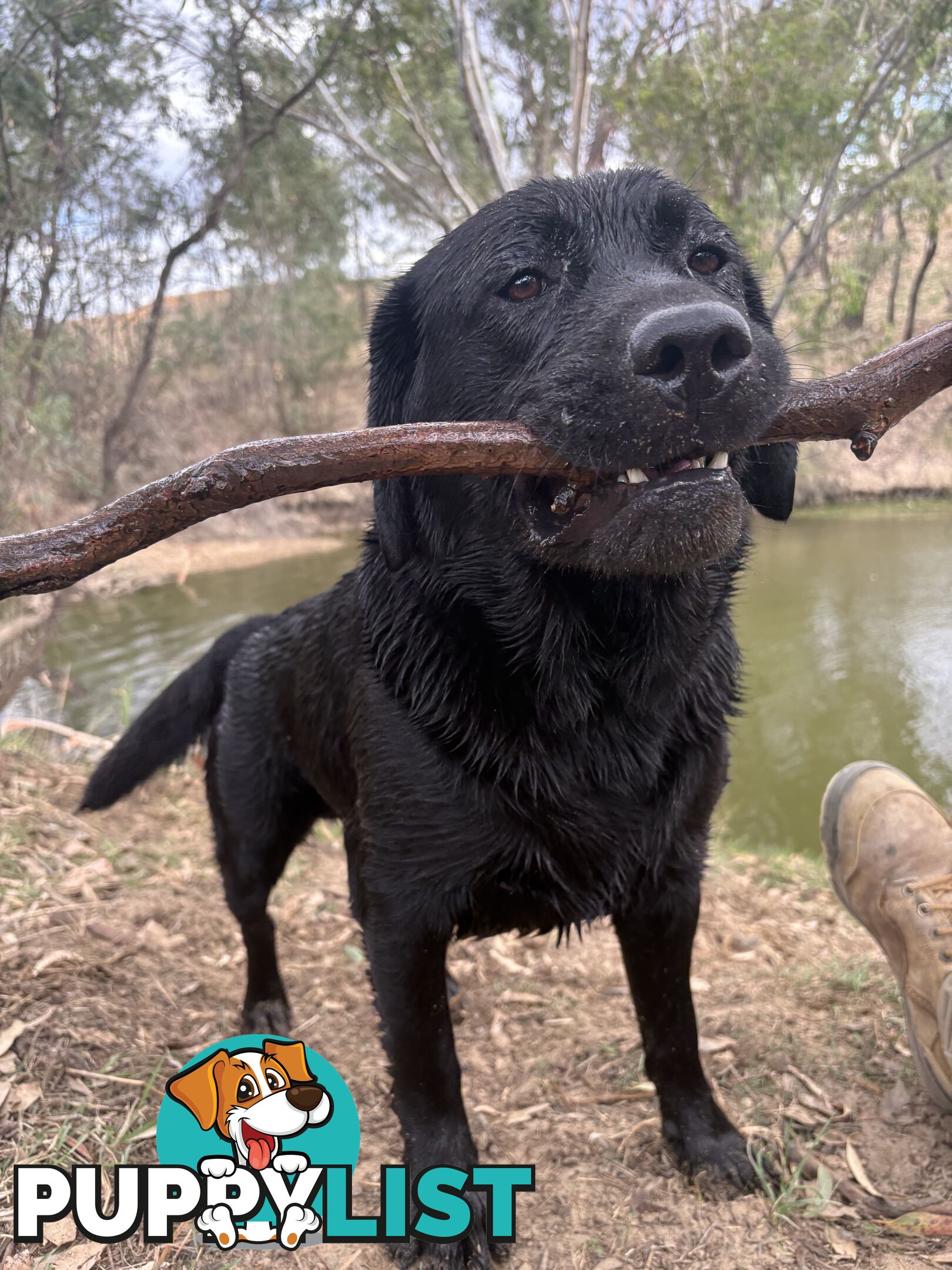 Pure Bred Labrador Puppies