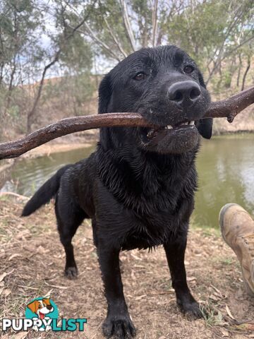 Pure Bred Labrador Puppies