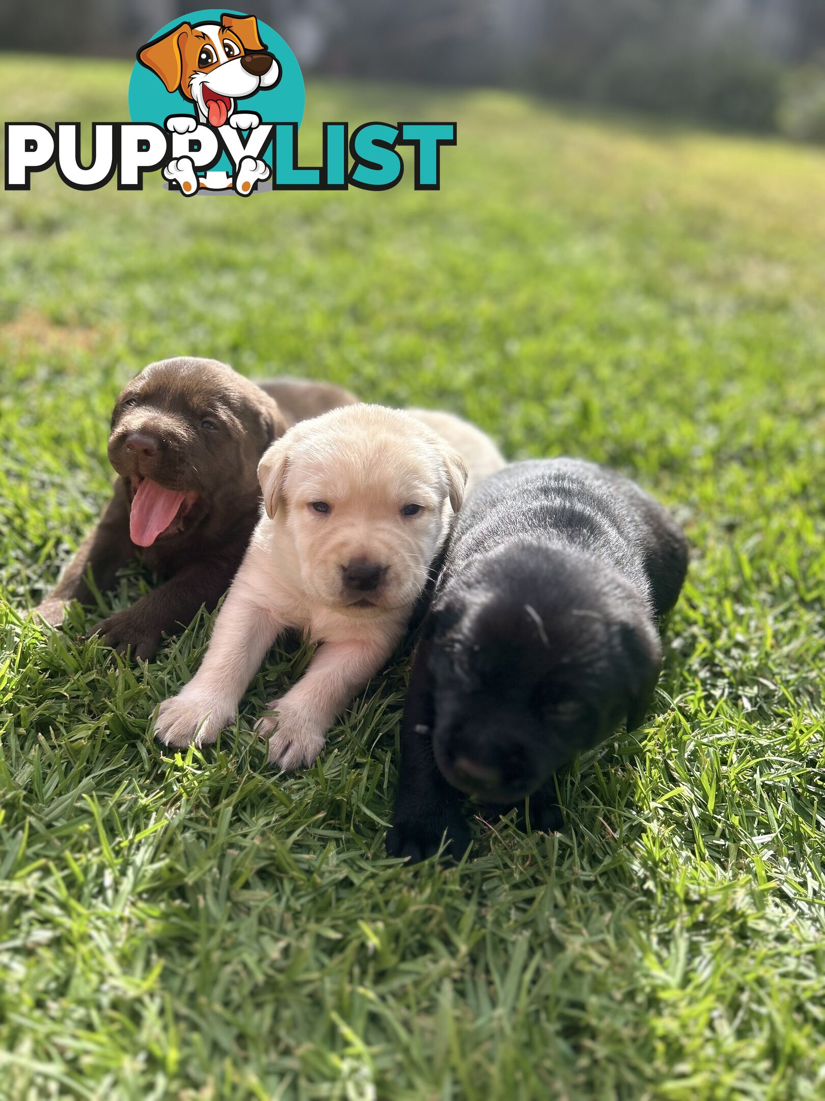Pure Bred Labrador Puppies