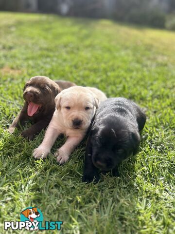 Pure Bred Labrador Puppies