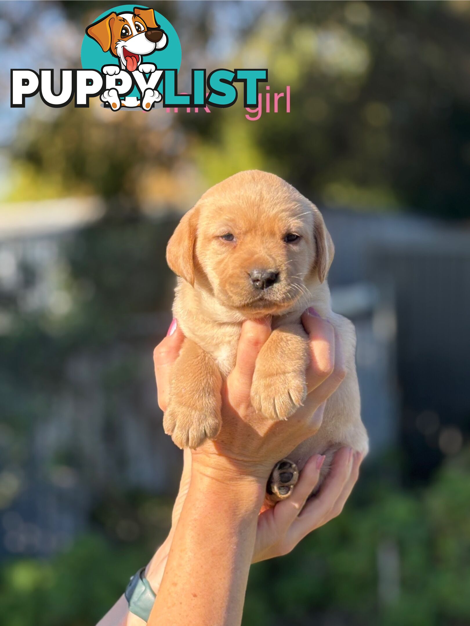Pure Bred Labrador Puppies