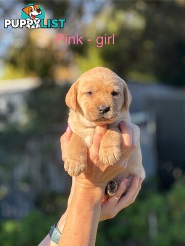 Pure Bred Labrador Puppies