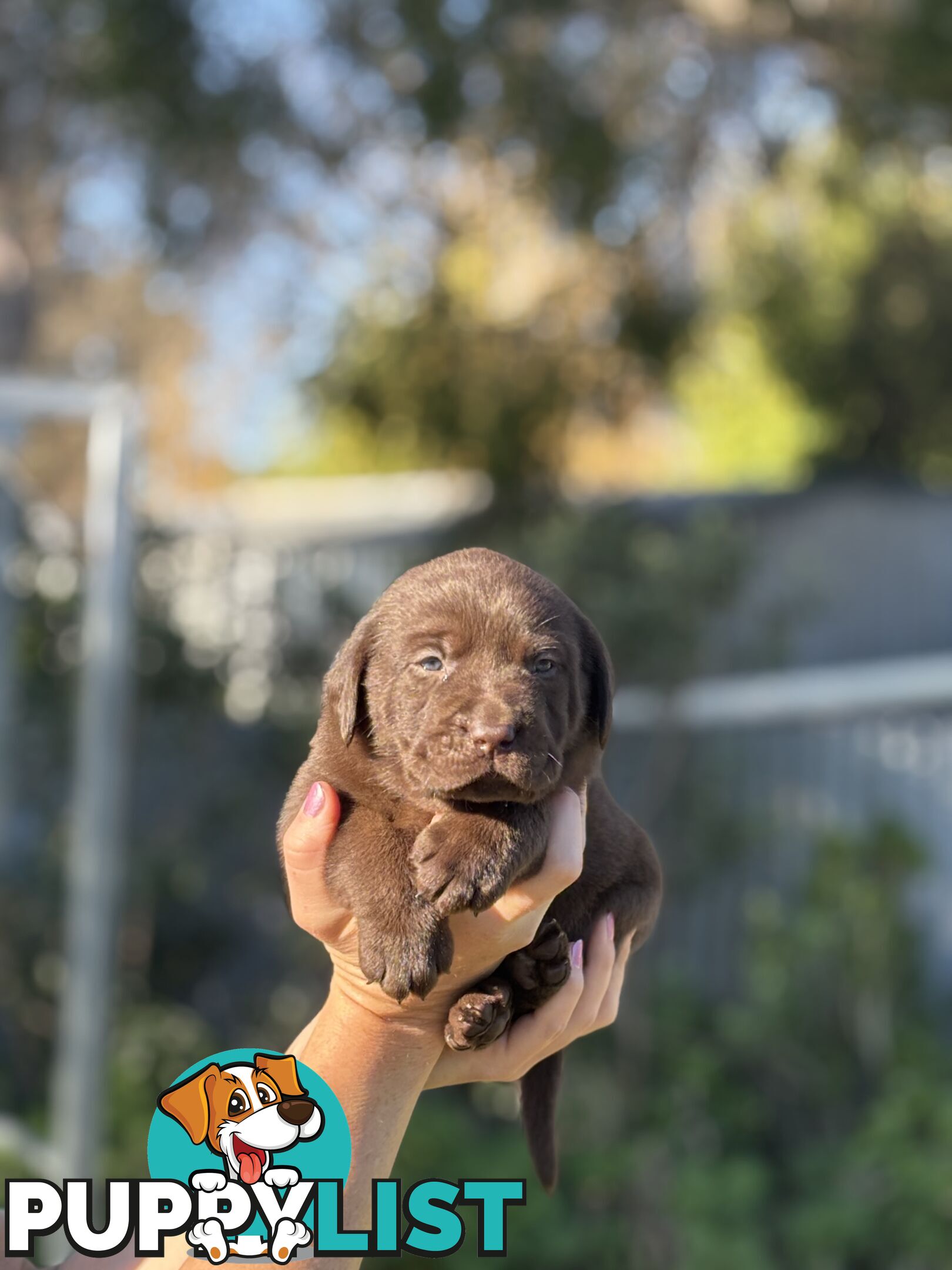 Pure Bred Labrador Puppies