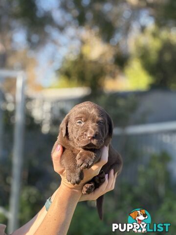 Pure Bred Labrador Puppies