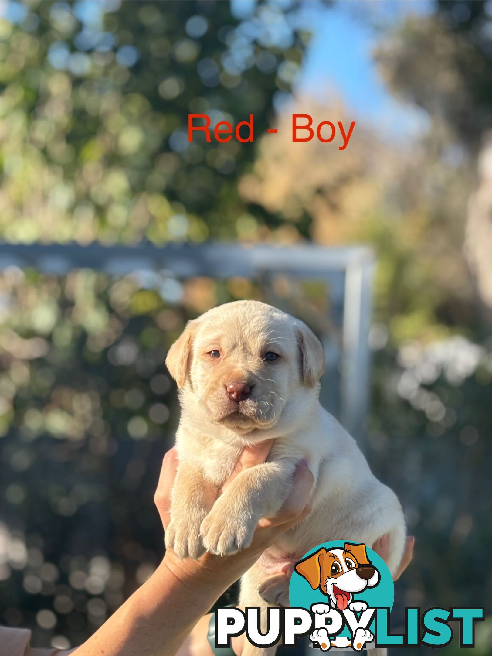 Pure Bred Labrador Puppies