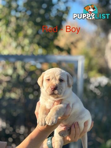 Pure Bred Labrador Puppies