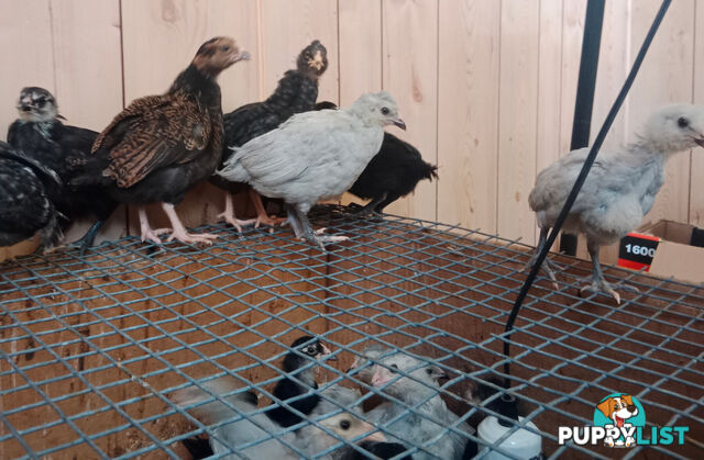 Unsexed Araucana Chicks: Off Heat