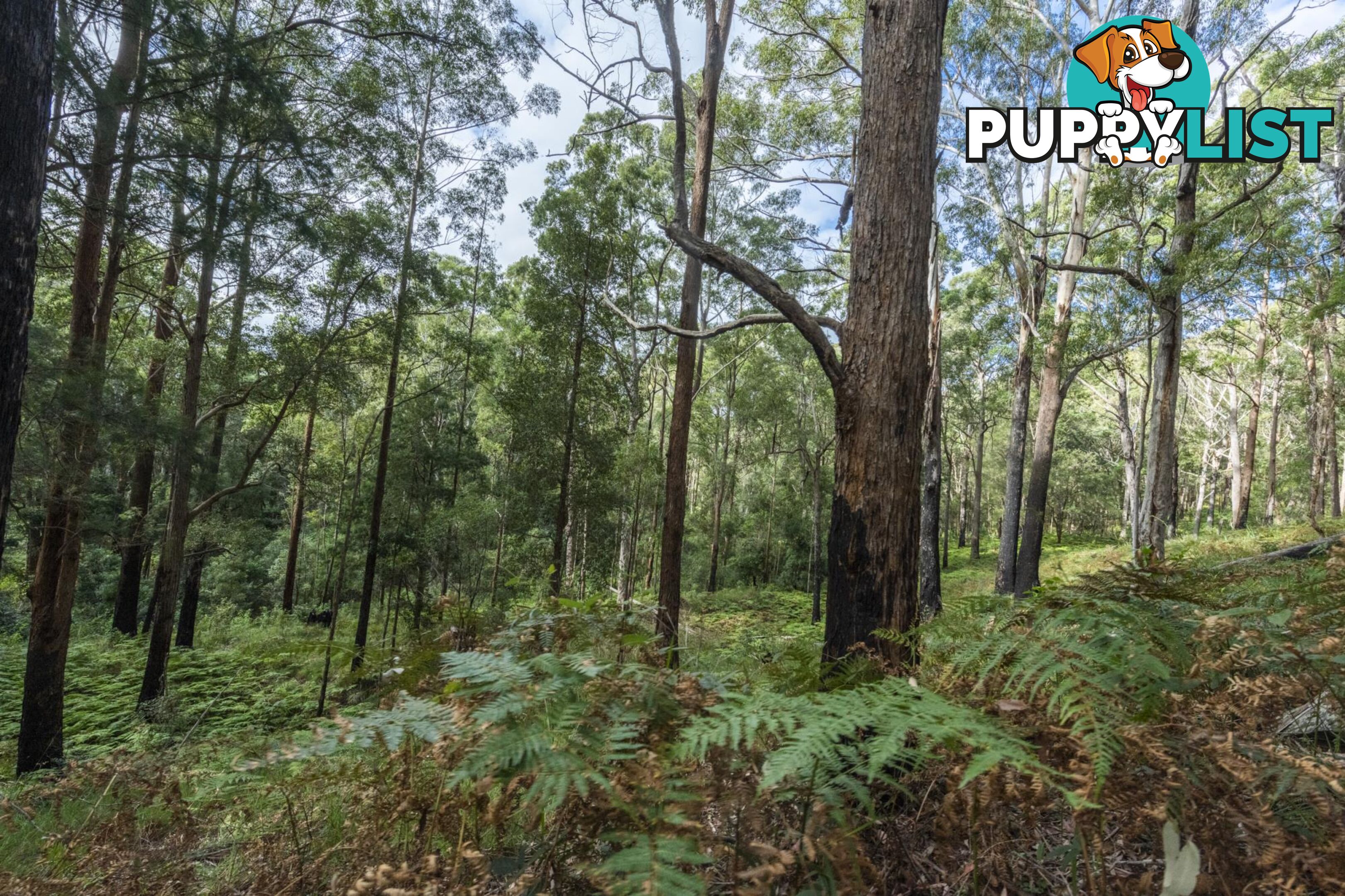 1458 Sherwood Creek Road, UPPER CORINDI NSW 2456