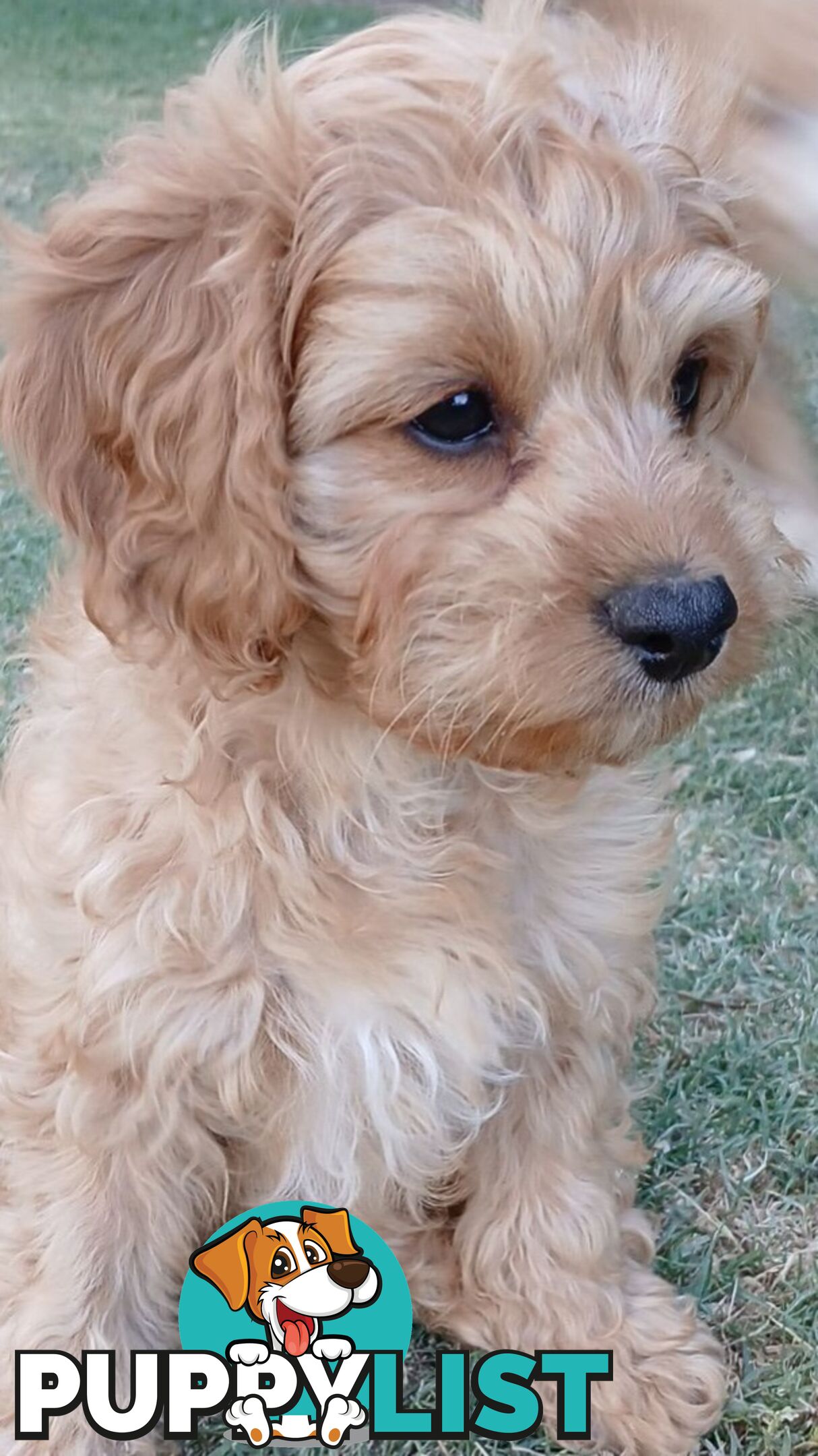 CAVOODLE PUPPIES