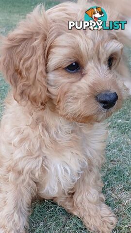 CAVOODLE PUPPIES