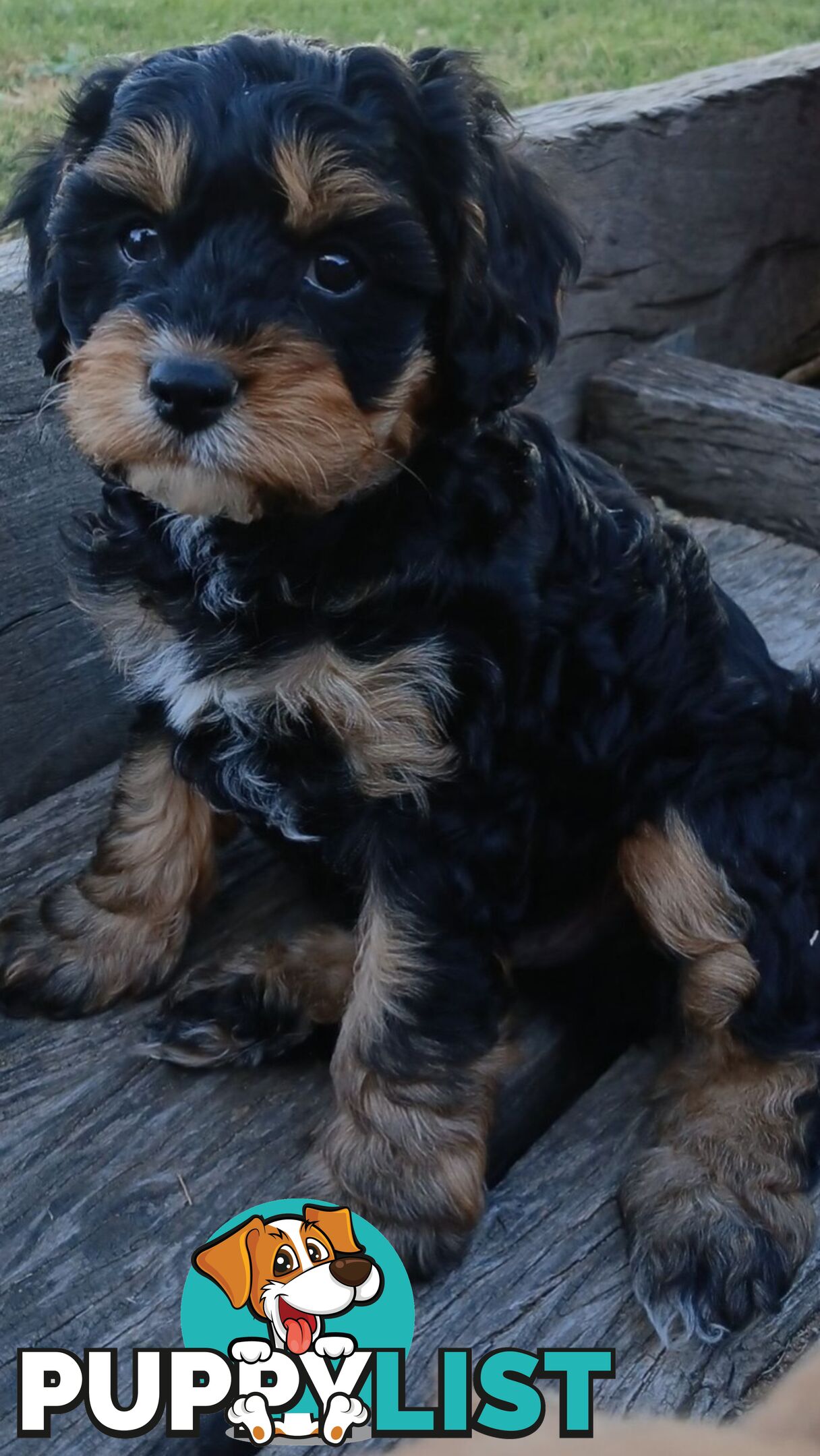 CAVOODLE PUPPIES