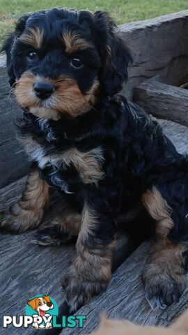 CAVOODLE PUPPIES