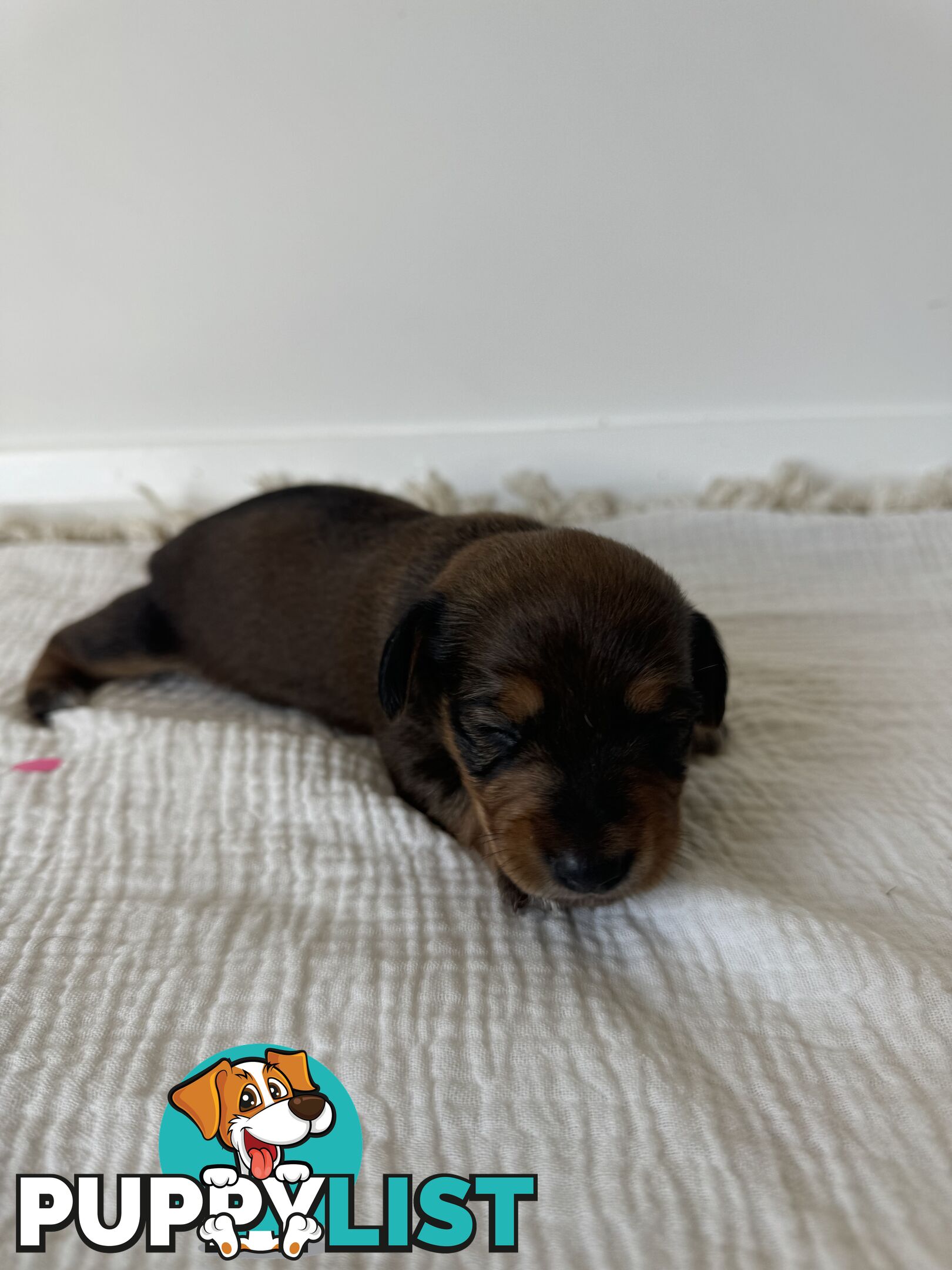 Dachshund Puppies - Ready for Xmas