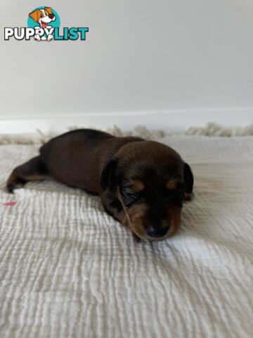 Dachshund Puppies - Ready for Xmas