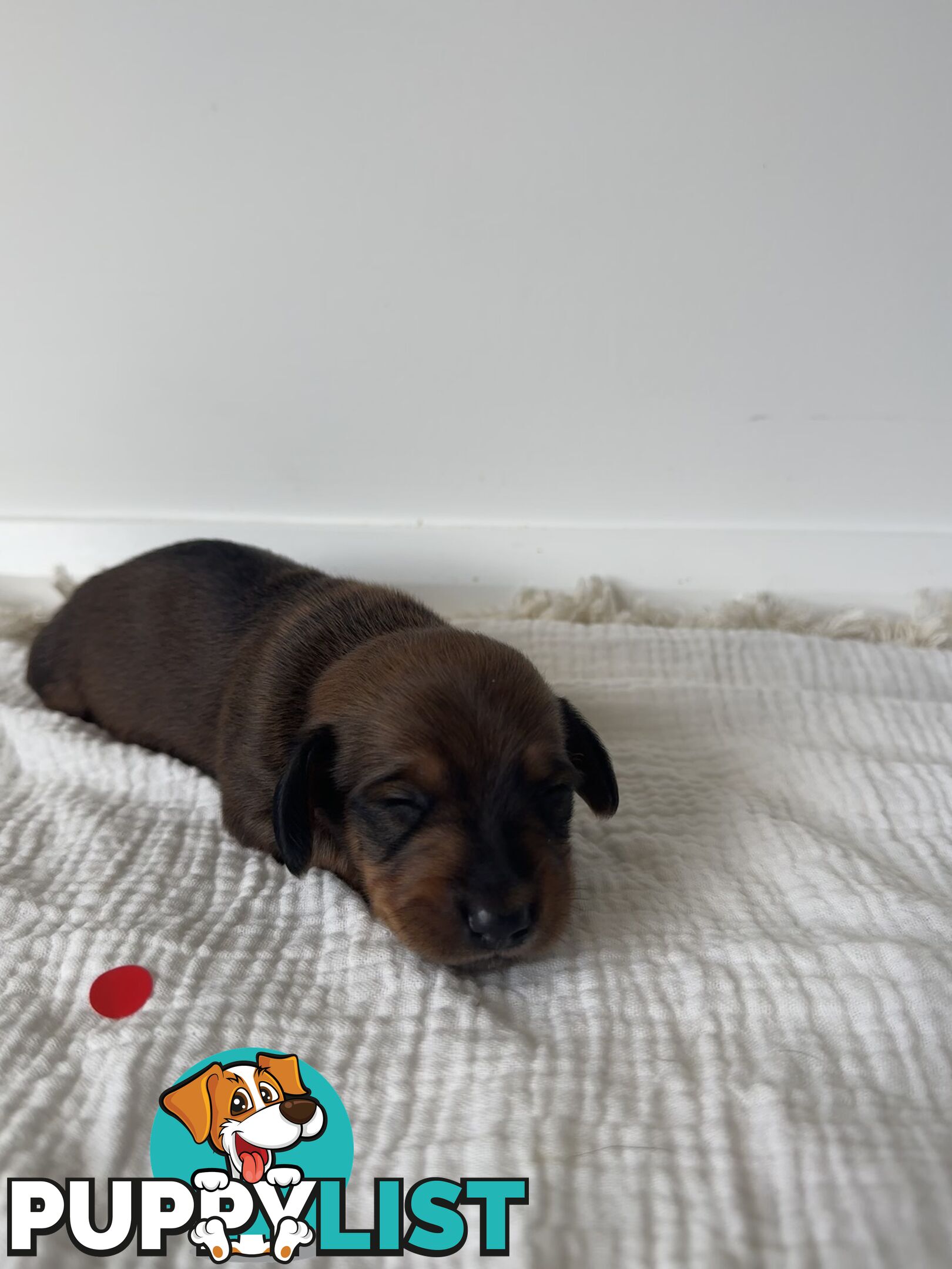 Dachshund Puppies - Ready for Xmas