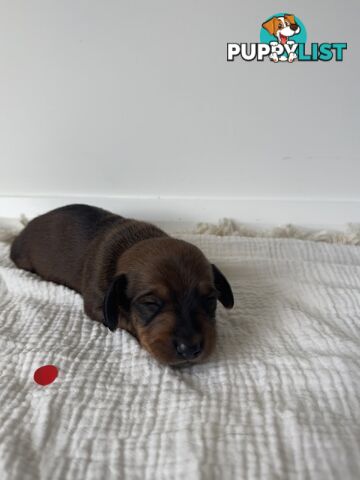 Dachshund Puppies - Ready for Xmas