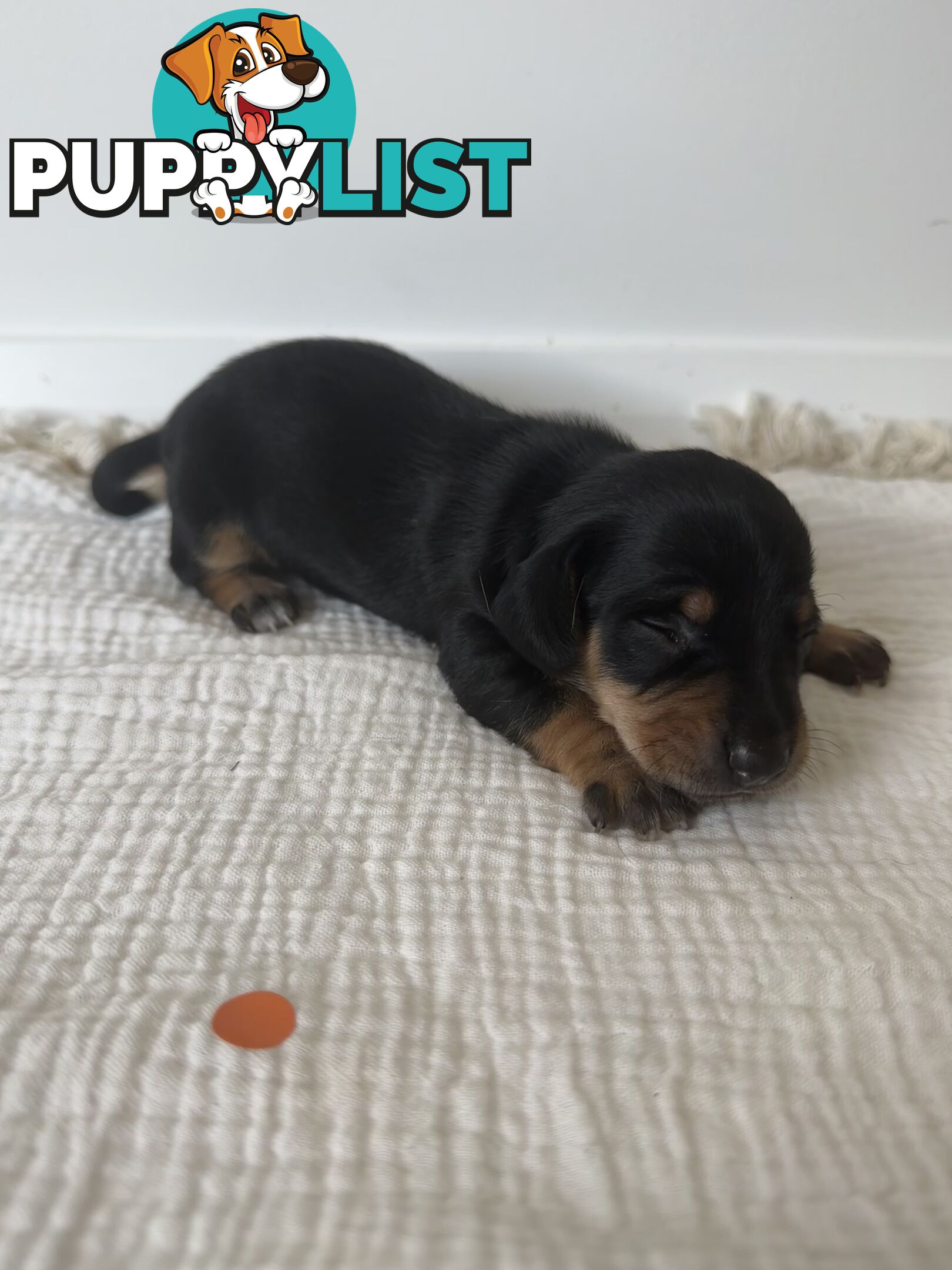 Dachshund Puppies - Ready for Xmas