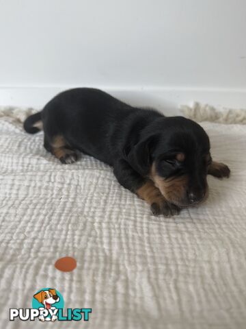 Dachshund Puppies - Ready for Xmas