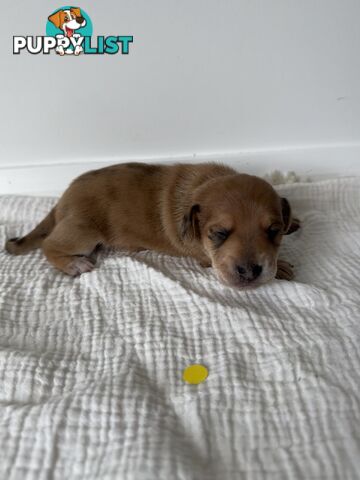 Dachshund Puppies - Ready for Xmas