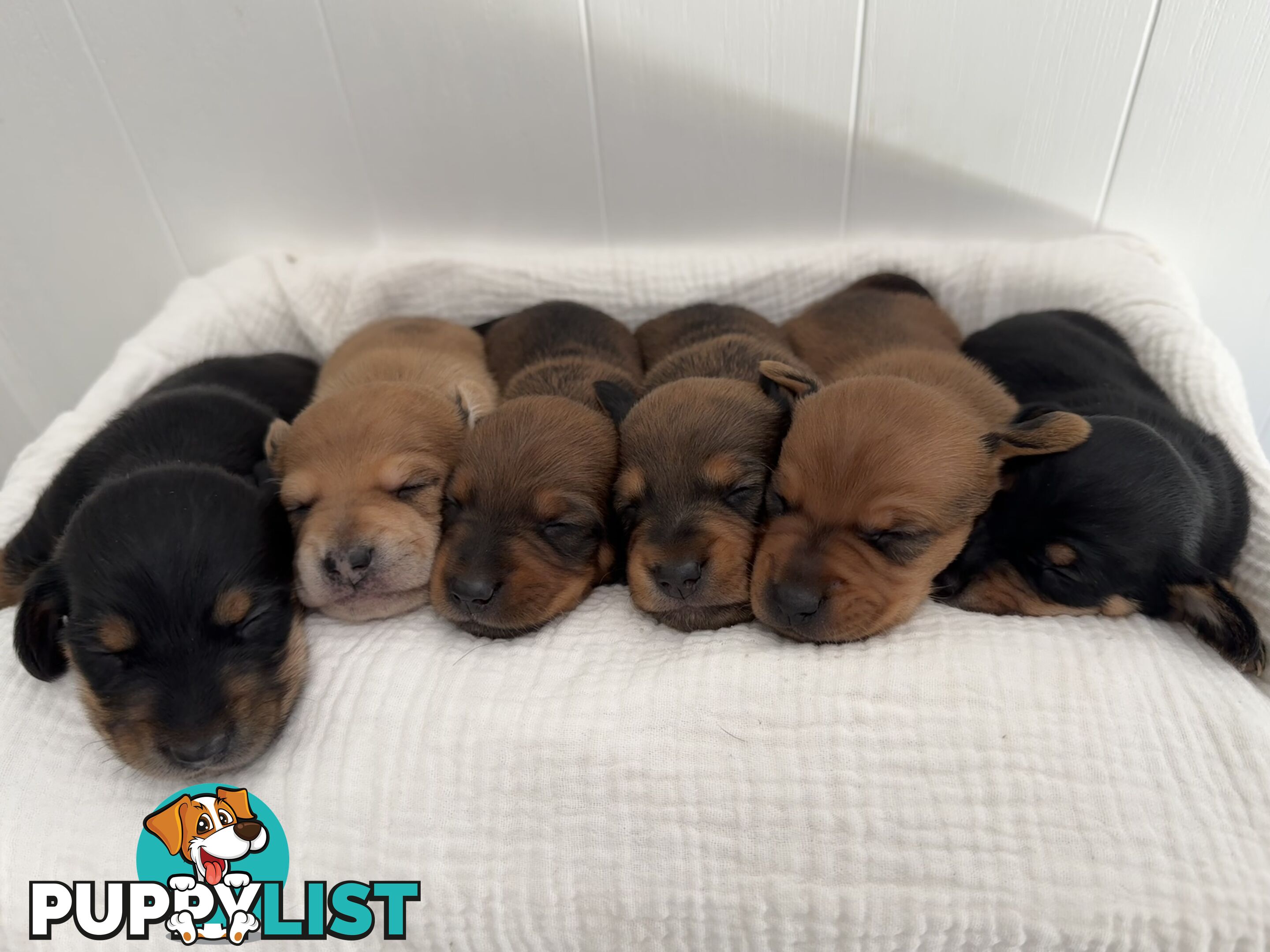 Dachshund Puppies - Ready for Xmas