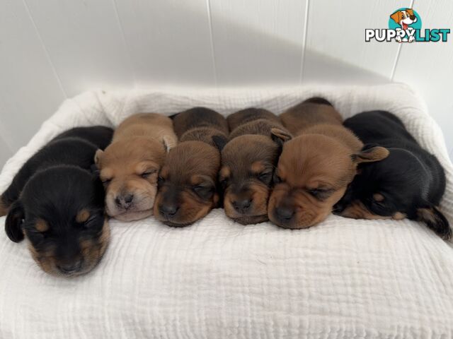 Dachshund Pups - Ready for Xmas