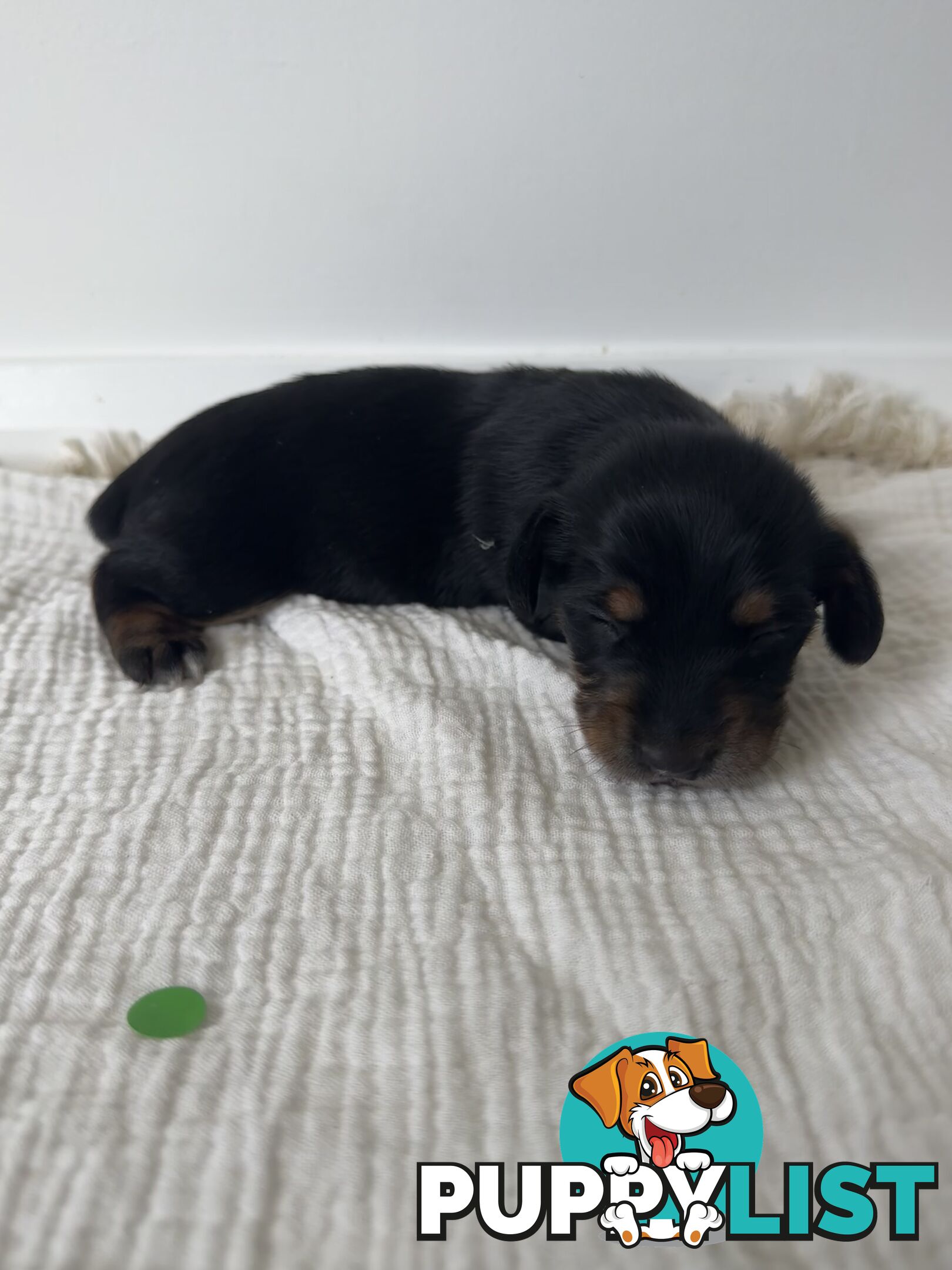 Dachshund Puppies - Ready for Xmas