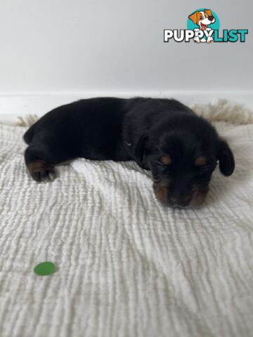 Dachshund Puppies - Ready for Xmas