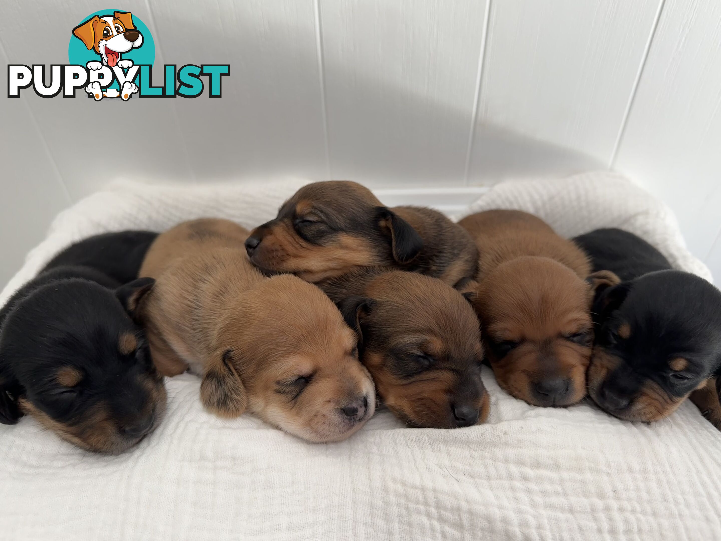 Dachshund Puppies - Ready for Xmas