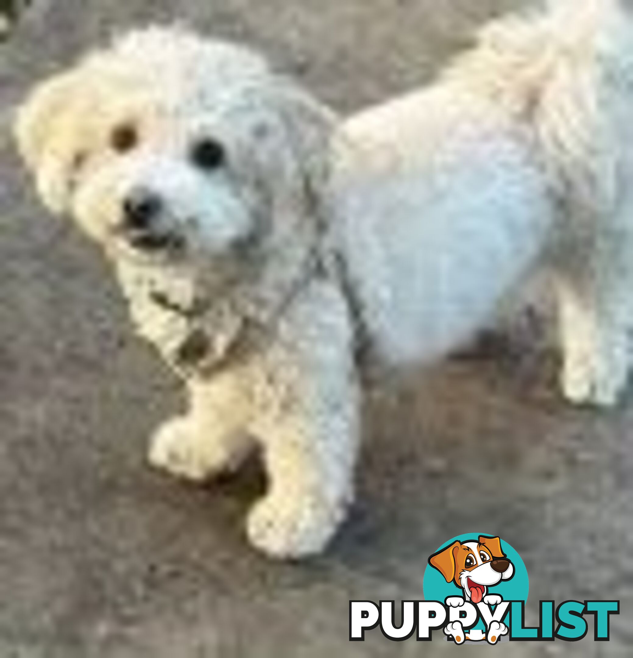 3 year old Poochon (toy poodle x bichonfrise) ( not desexed ) for sale