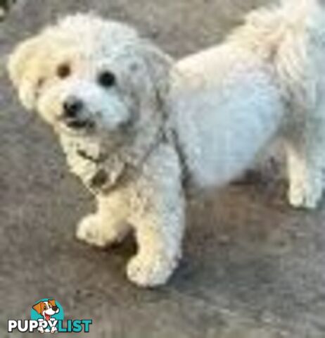 3 year old Poochon (toy poodle x bichonfrise) ( not desexed ) for sale