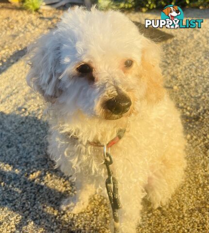 3 -4 years old Poochon (toy poodle x bichonfrise) ( not desexed ) for sale