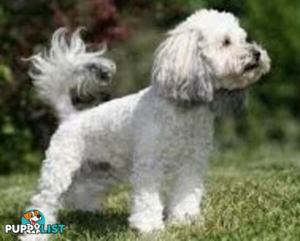 3 year old Poochon (toy poodle x bichonfrise) ( not desexed ) for sale