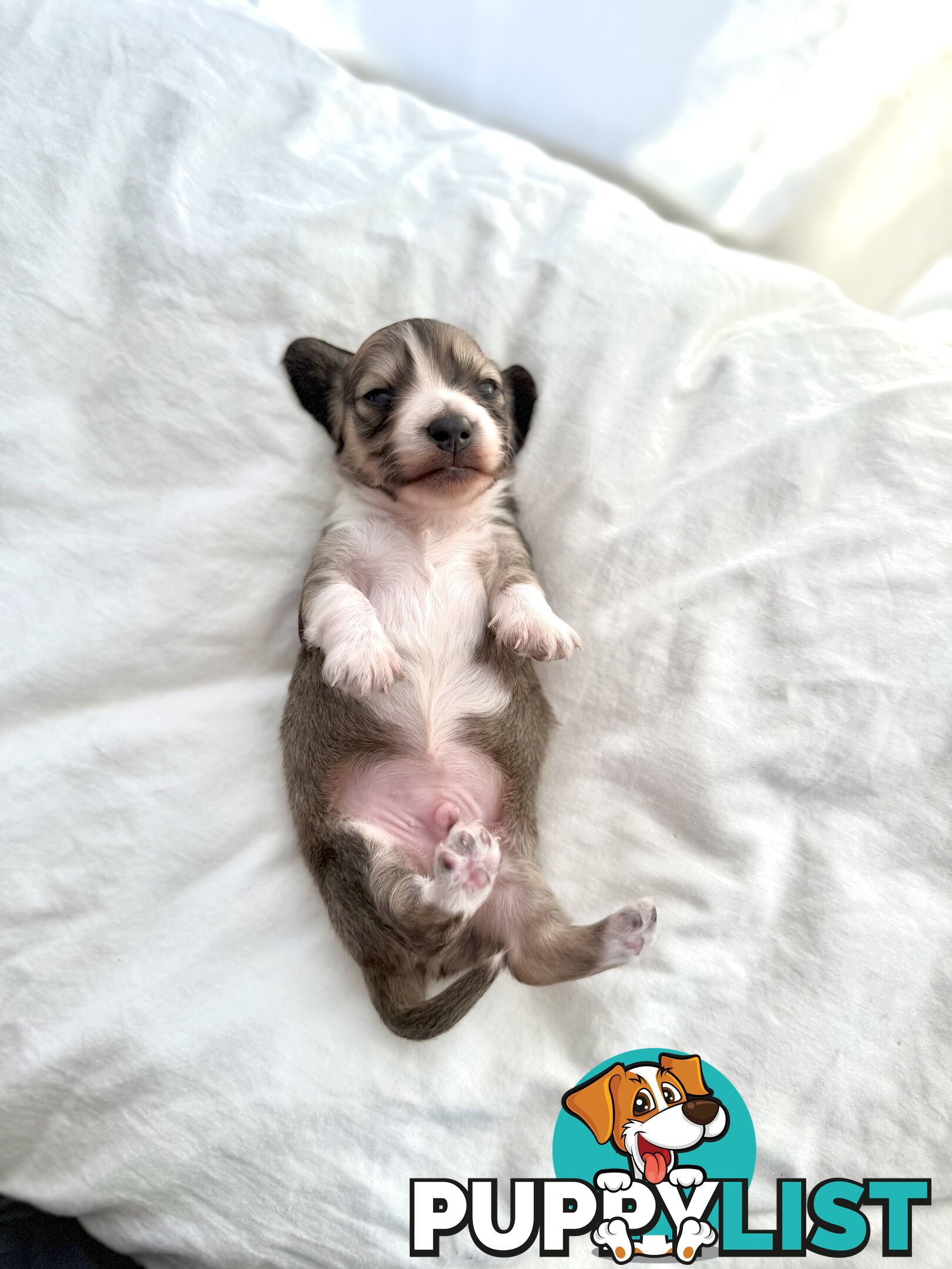 Long hair cream mini dachshund puppies