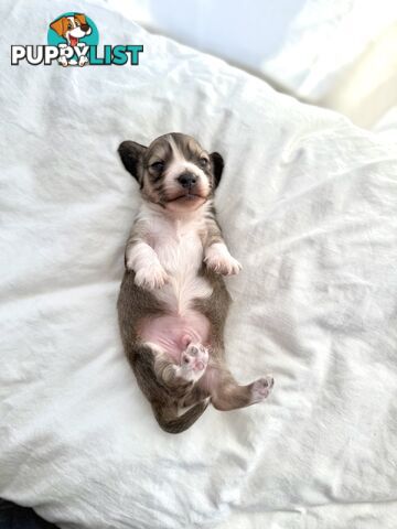 Long hair cream mini dachshund puppies