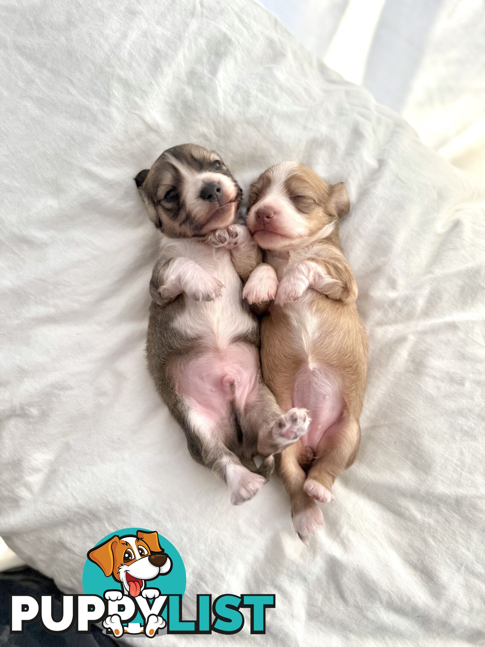Long hair cream mini dachshund puppies