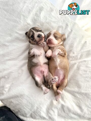 Long hair cream mini dachshund puppies