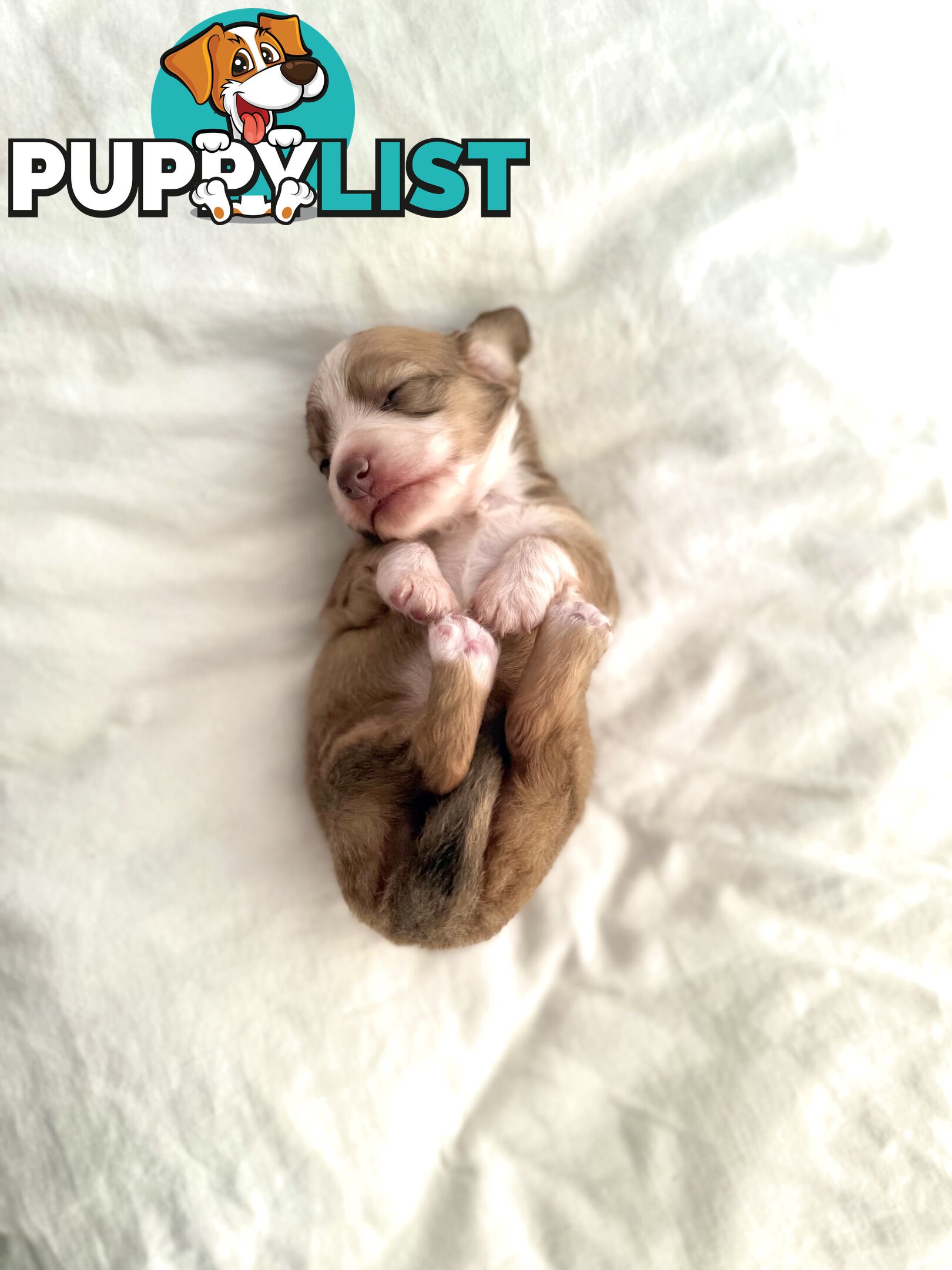 Long hair cream mini dachshund puppies