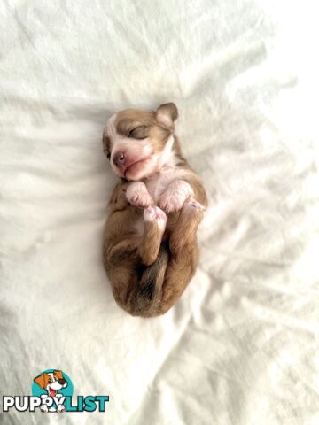 Long hair cream mini dachshund puppies