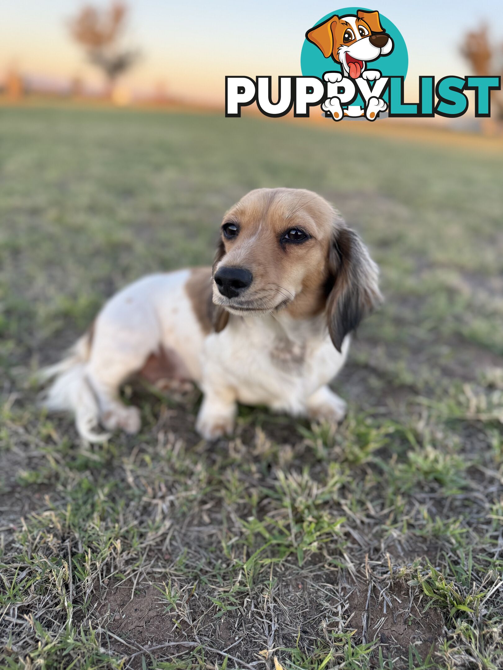 Long hair cream mini dachshund puppies