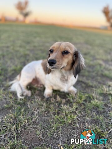 Long hair cream mini dachshund puppies