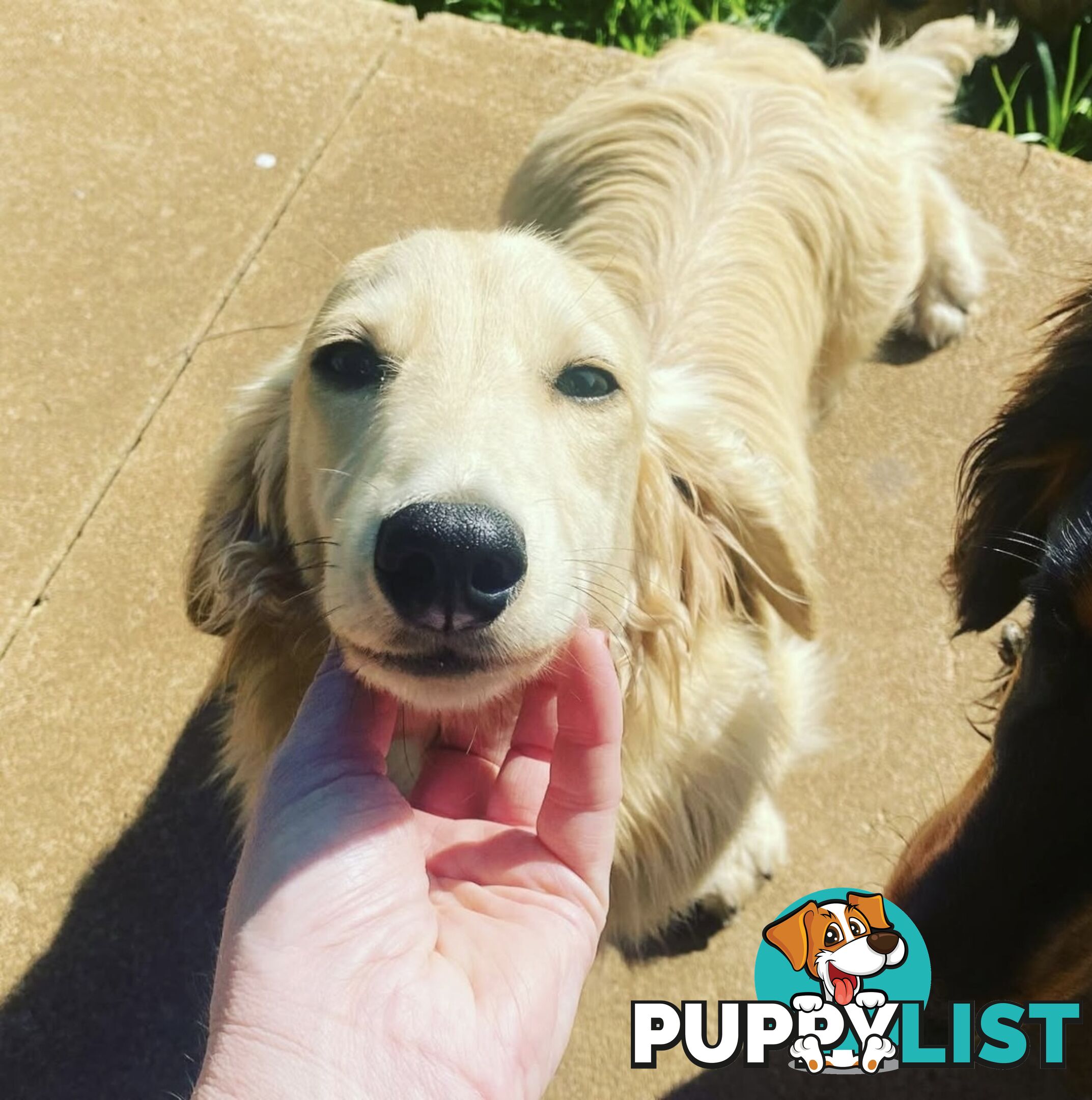 Long hair cream mini dachshund puppies