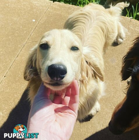 Long hair cream mini dachshund puppies