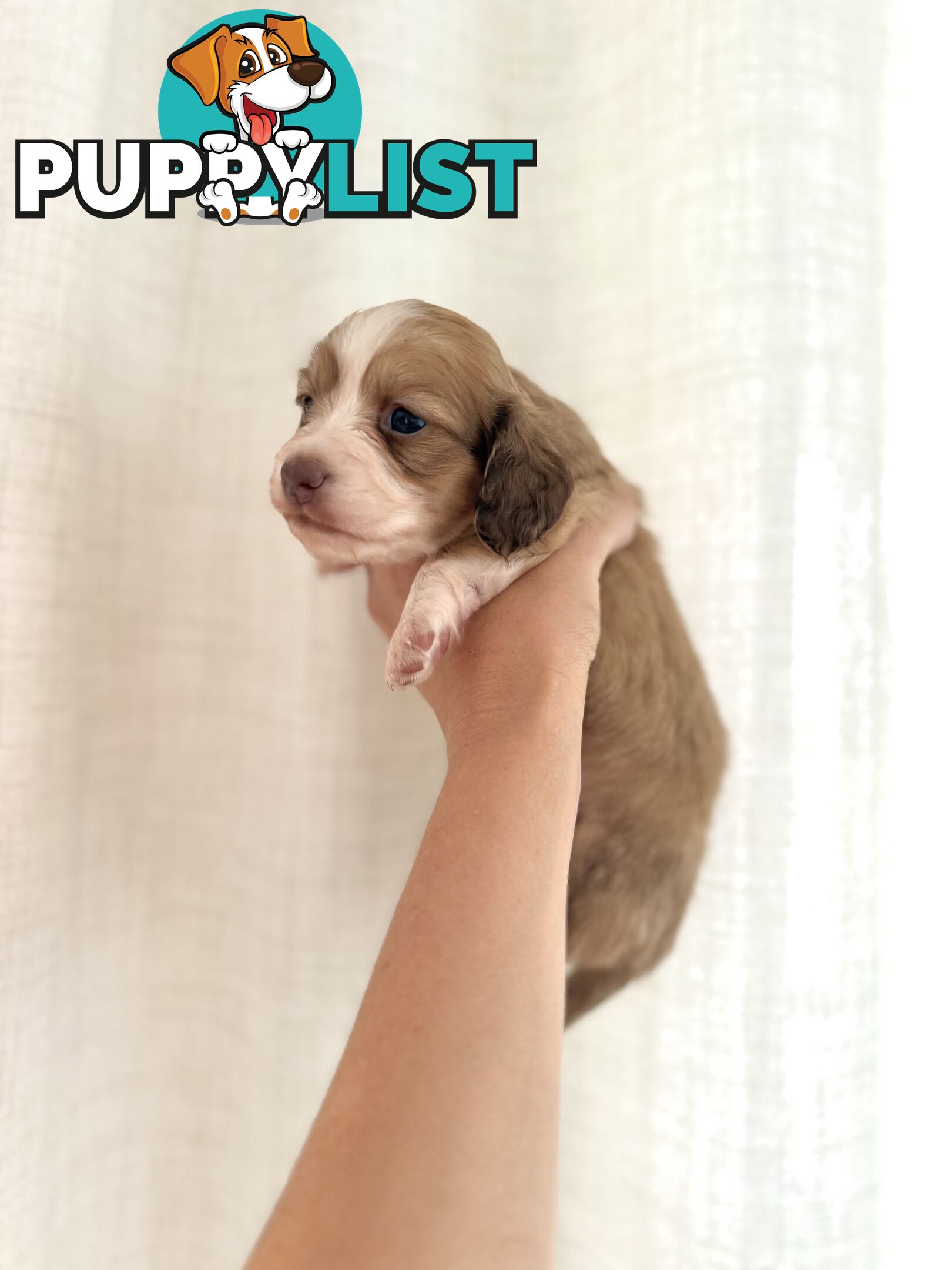 Long hair cream mini dachshund puppies