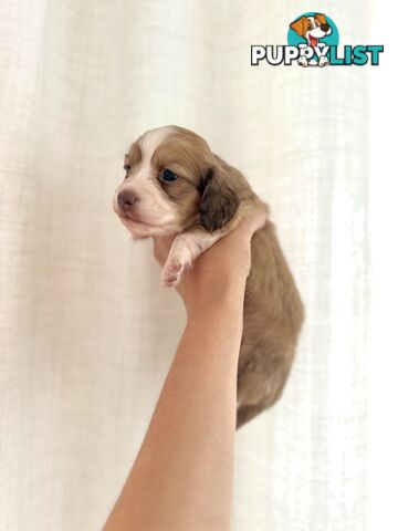 Long hair cream mini dachshund puppies